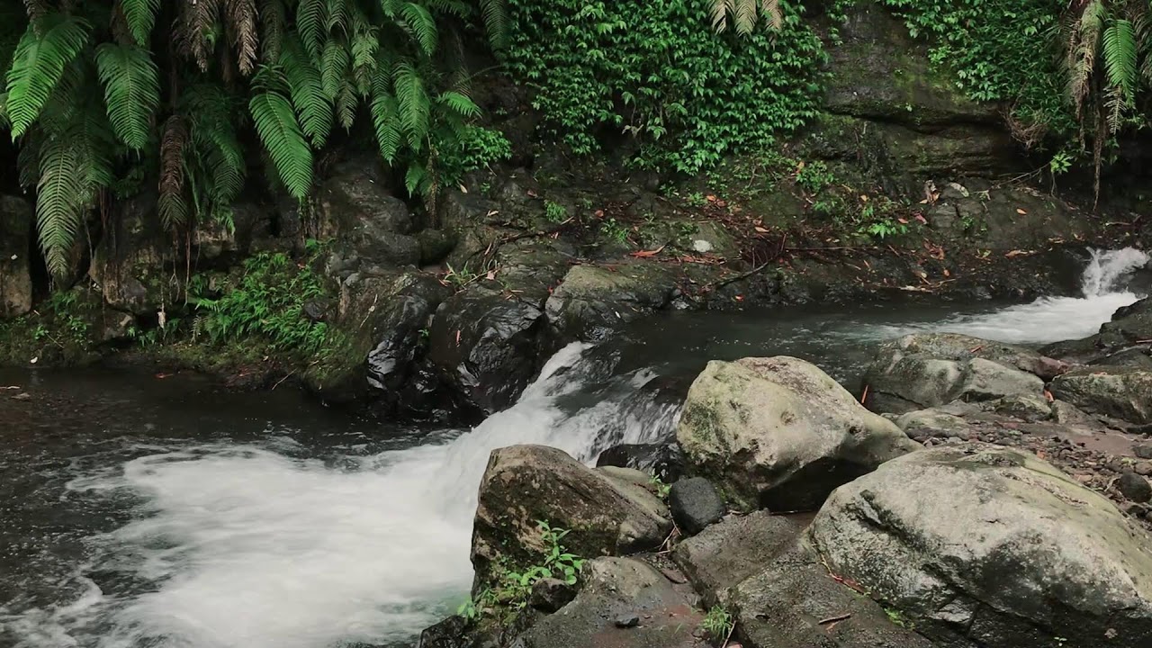 Meditative Tropical Forest River Ambience | For Sleeping Soundly, Worry Relief & Focus