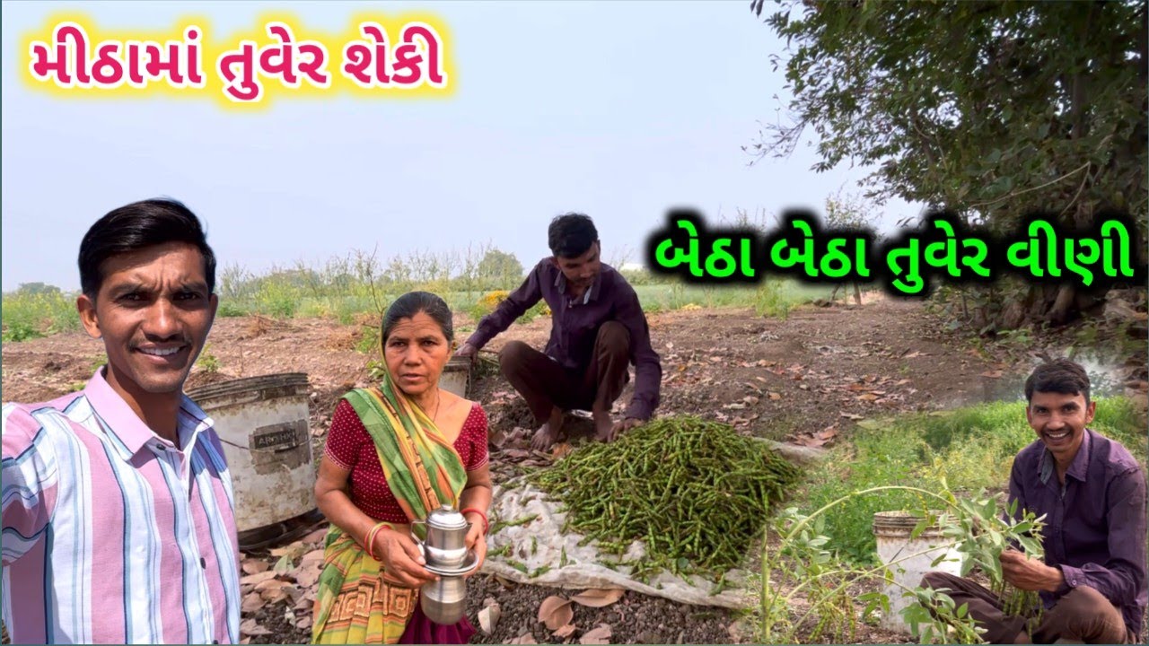 મીઠામાં તુવેર શેકી 😋 || બેઠા બેઠા તુવેર વીણી || Life at Botad Village Vlogs 