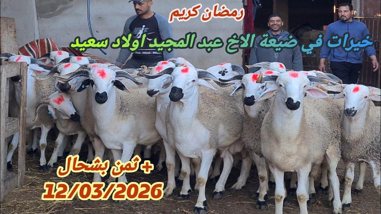 جديد في ضيعة الاخ عبد المجيد اولاد سعيد 2 نعجات والدات + 5 لفحولا  + 23 حولي مع دكر الثمن 🎥 13/03/26