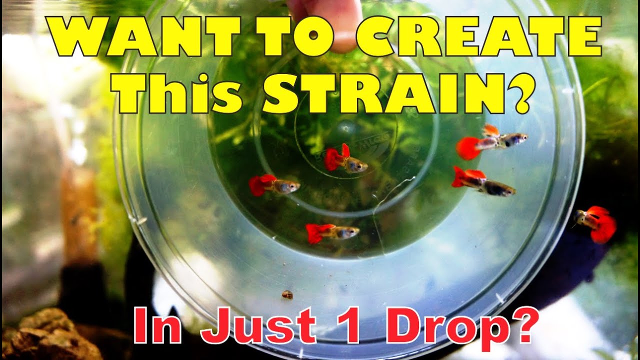 Want to Create This Strain?