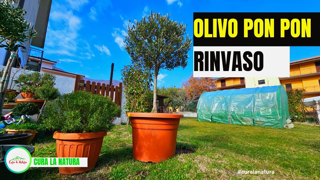 Olivo - Ulivo In Vaso A Forma di Pompon - Pon Pon -Pom Pom. Come E Quando Fare Il RINVASO