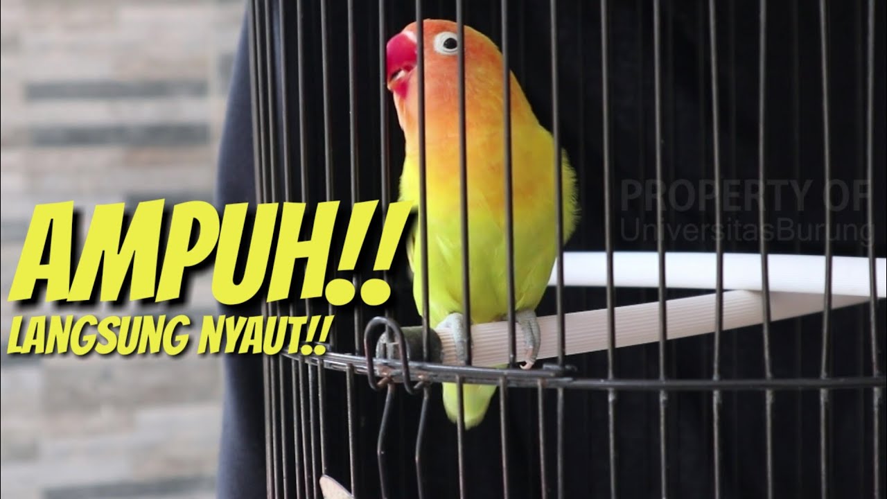 Ampuh banget! Suara pancingan lovebird ngekek panjang pasti langsung nyaut