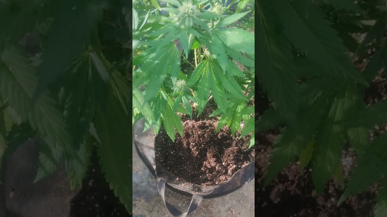 Green Gelato #33 clone (Royal Queen Seeds).