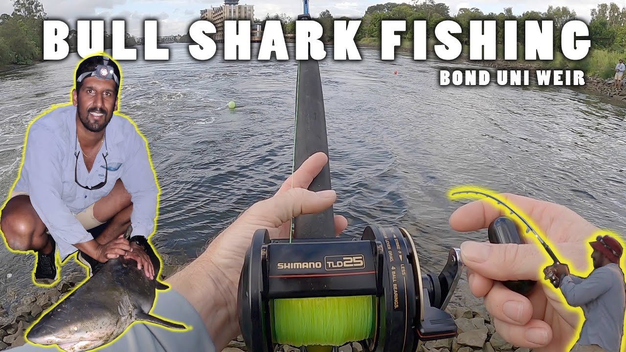 BULL SHARK FISHING  - LIVE BAITING AT BOND UNI WEIR | GOLD COAST FISHING