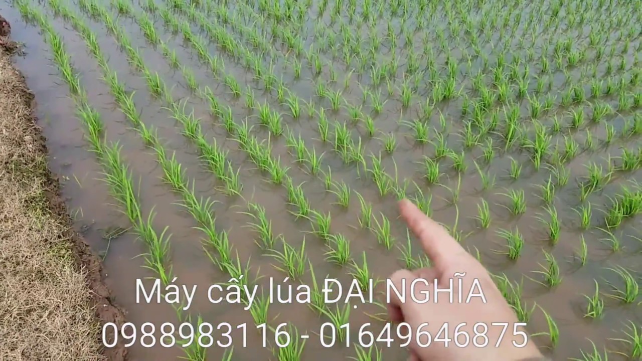 Máy cấy lúa liên hoàn Đại nghĩa, máy cấy không dùng động cơ