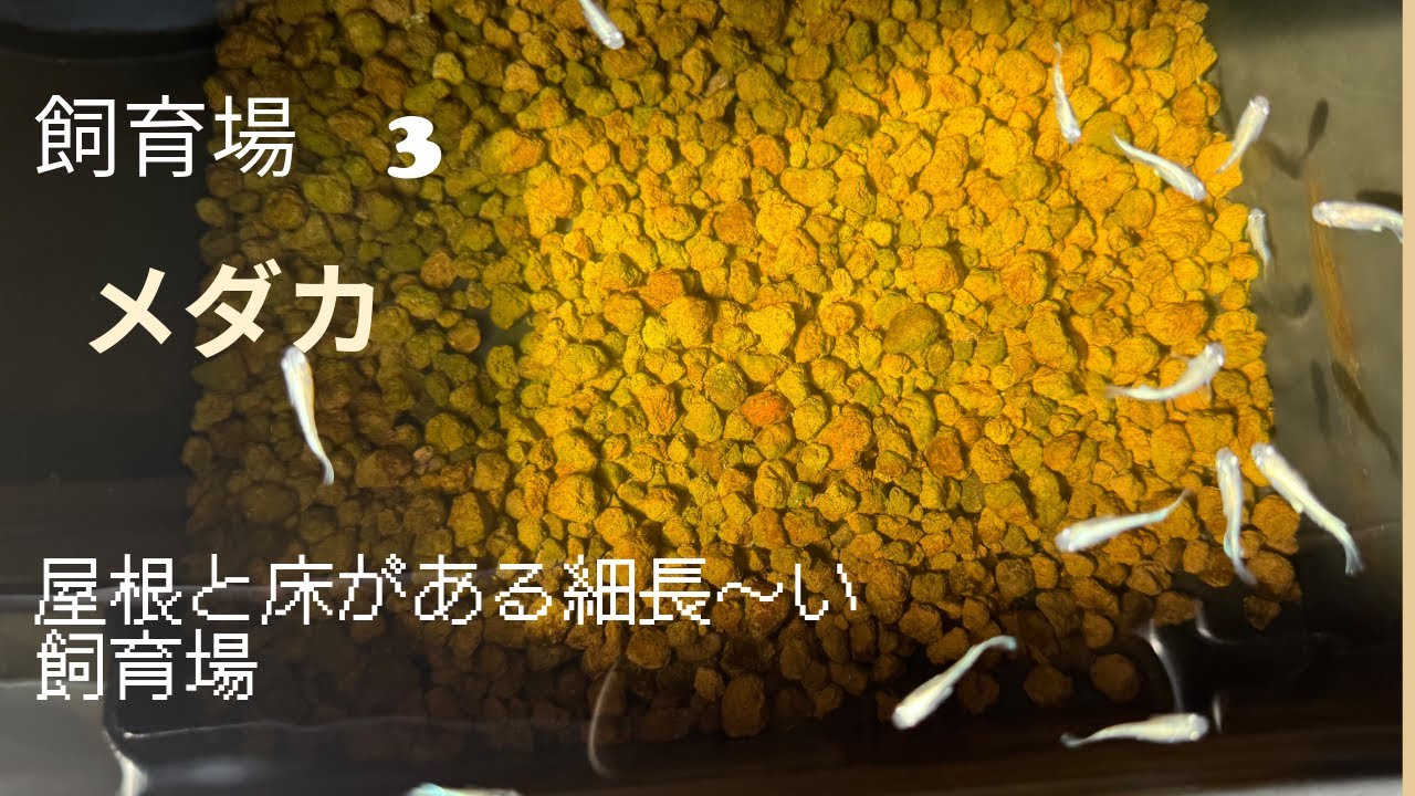 飼育場　3　メダカ編