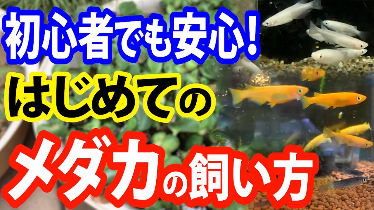 【初めての】メダカの飼い方・育て方　メダカ飼育の基本をプロが解説!