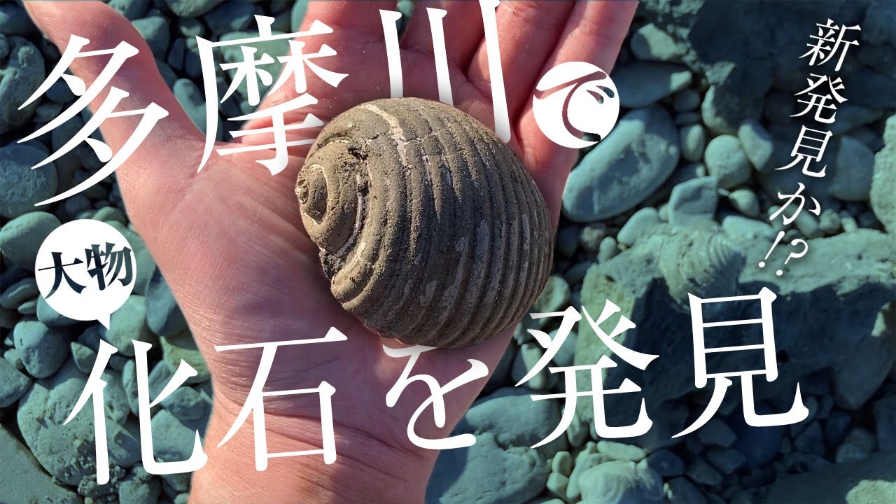 ご満悦！水が引いた多摩川で大物化石を発掘できました