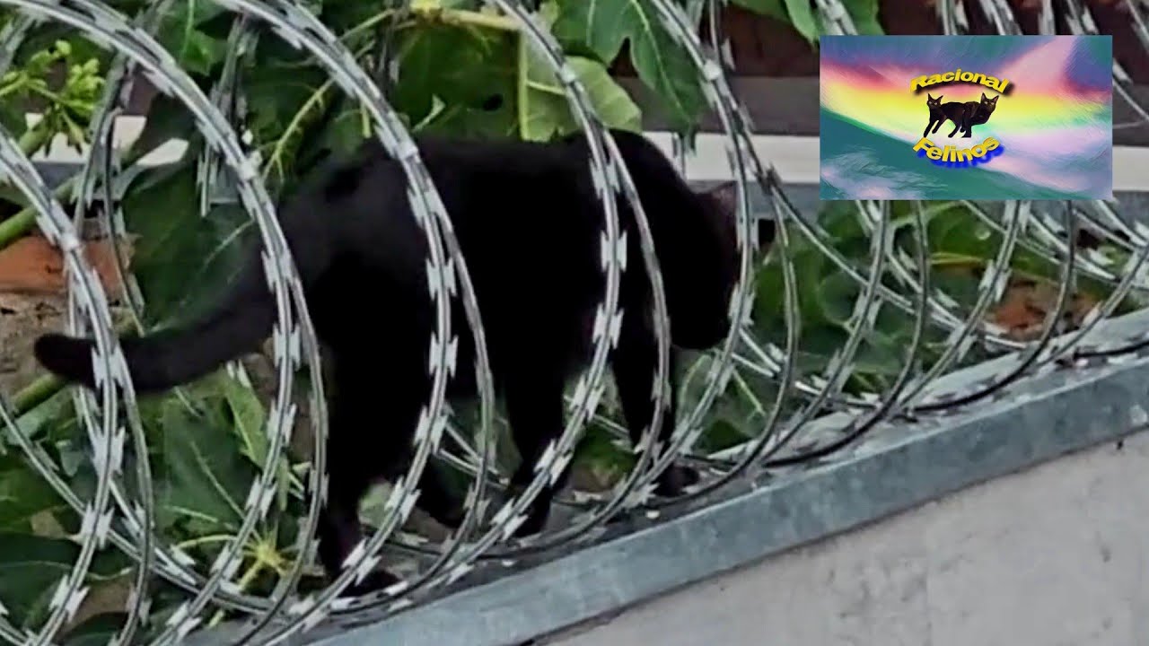 CAPITÃO CORAGEM RACIONAL FAZENDO RONDA EM CIMA DE TELHADO E MURO COM CONCERTINA 