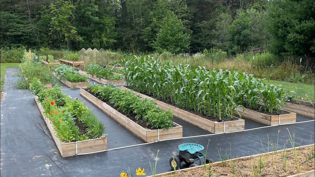 Ultimate raised garden beds.