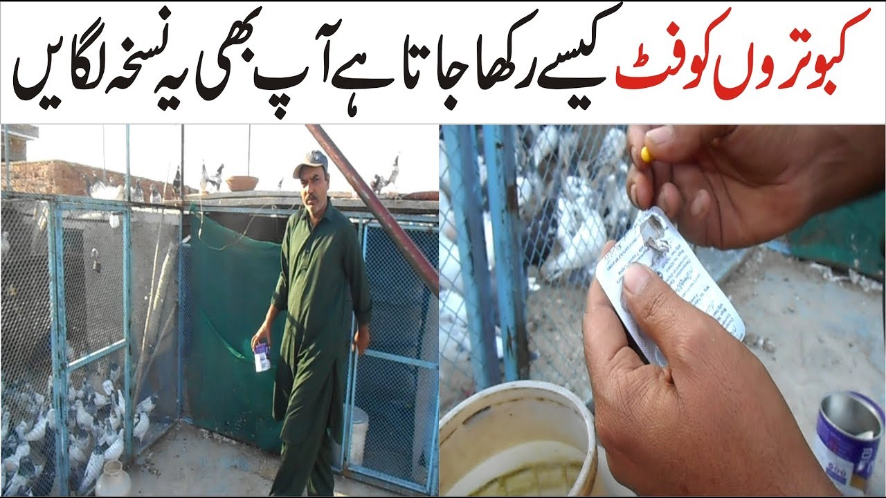 how to pigeons disease and treatment !! How to pigeon save bimar kabootar ka ilaj