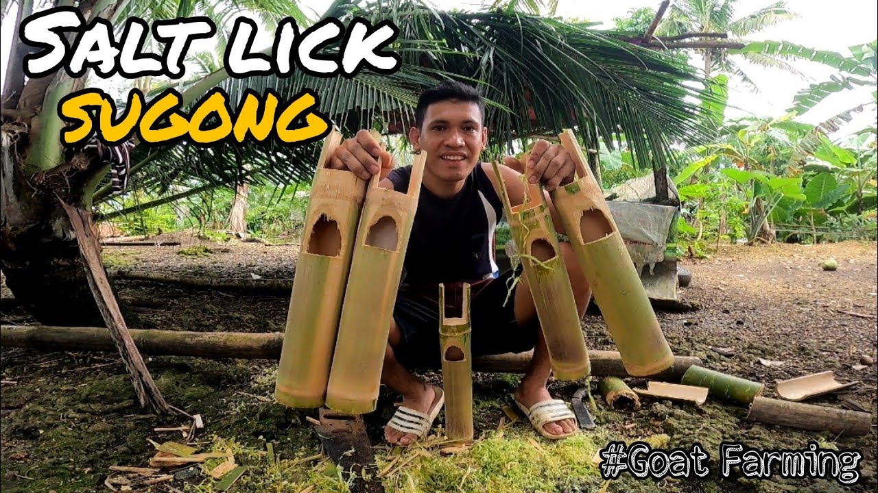 FAVORITE NG MGA KAMBING 'SALT LICK/MINERAL BLOCKS' USING BAMBOO💕 inspired @johnriot1814 #goatfarming