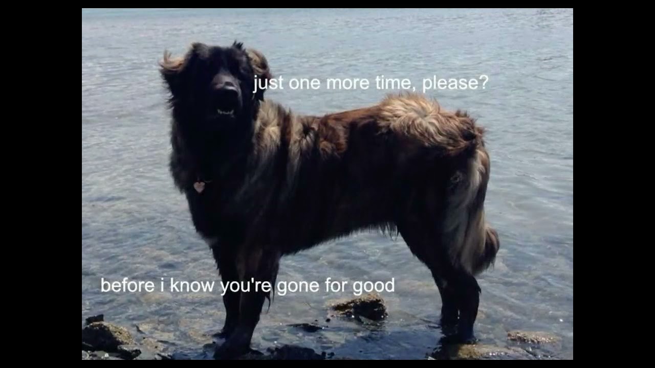 I promise I don't bite - PLAYLIST