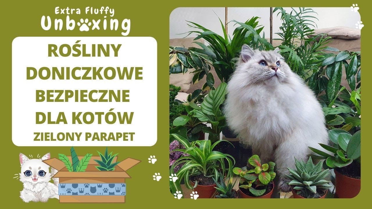 Rośliny doniczkowe bezpieczne dla kotów z Zielony Parapet 😺 Extra Fluffy Unboxing 🎁