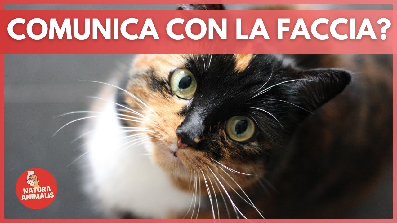 COMUNICAZIONE dei GATTI: Uno Studio Analitico Sulle Loro Espressioni Facciali 😺