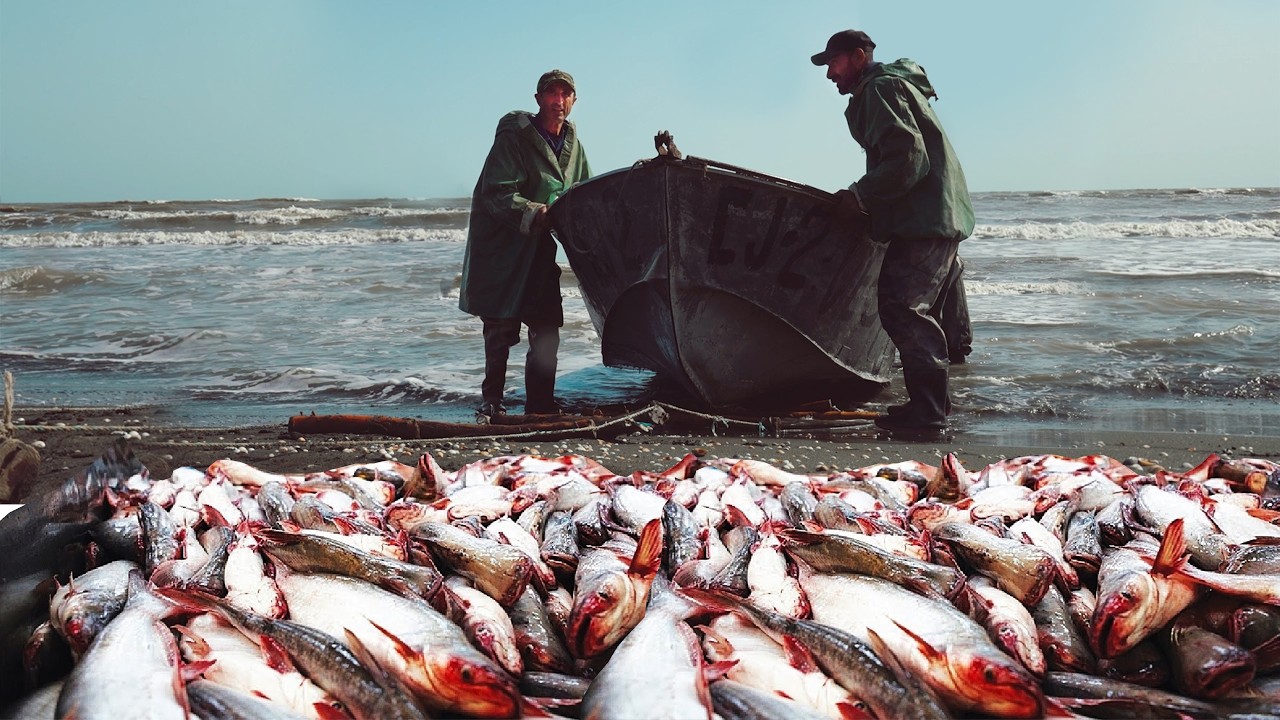 Один день рыбаков на КАСПИЙСКОМ МОРЕ | Экстремальные сцены ловли рыбы | ДОКУМЕНТАЛЬНЫЙ ФИЛЬМ