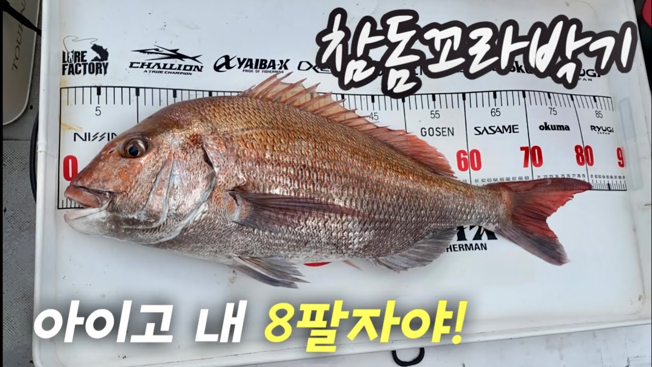 참돔 꼬라박기 (8짜 대물참돔과 상어까지 ㅋㅋ)