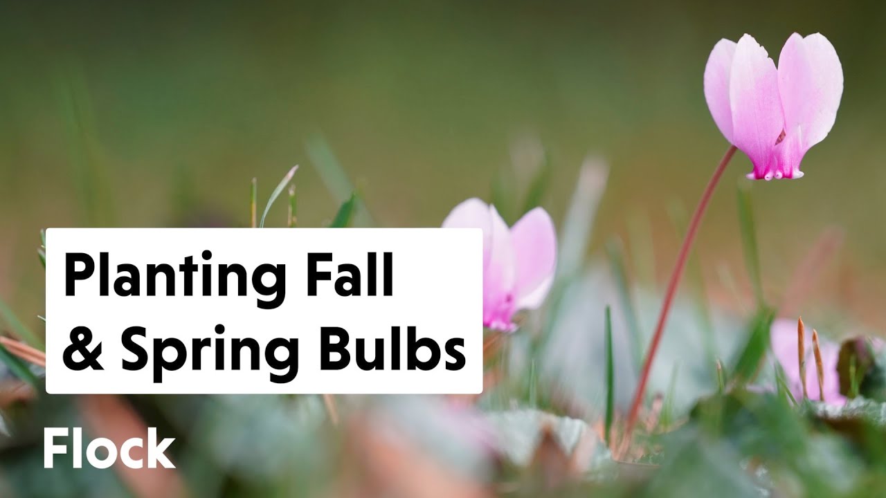 Planting SPRING & FALL BULBS Around the Magnolia — Ep. 053