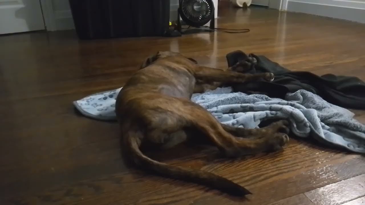 12 week old puppy sleeping 10 minutes then walks away Zsa Zsa Gabor #puppy #cute #love #puppymania 