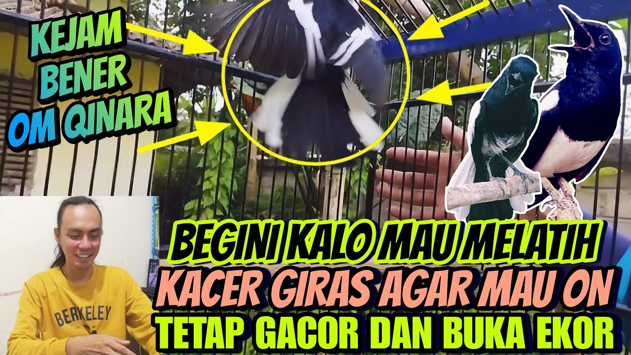 INI DIA, TERBARU ⁉️ CUMA BEGINI SAJA KACER GIRAS JADI GACOR DAN BUKA EKOR || TIPS KACER BUKA EKOR