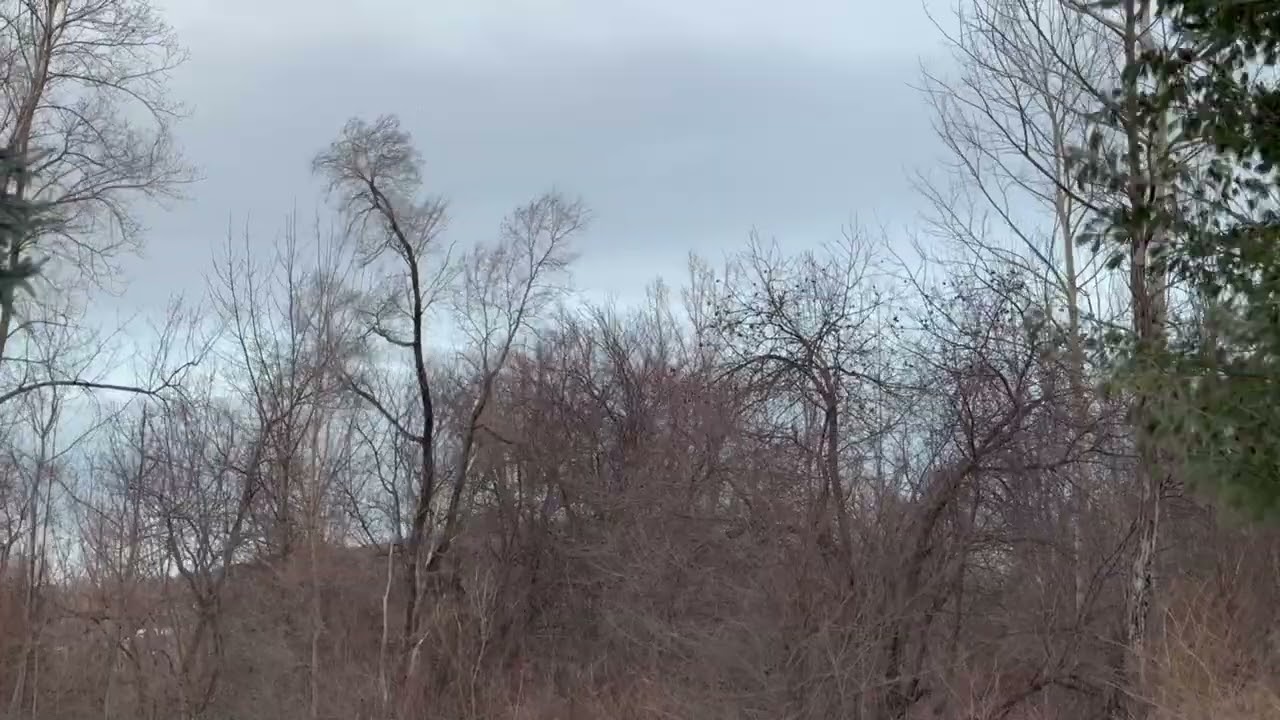 Vermont Winter: Snow, Fog, High Winds, More Snow