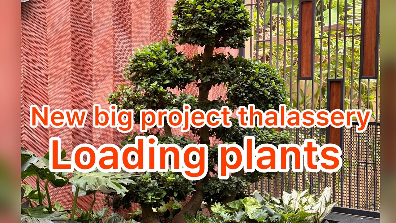 New landscaping project - (kannur, thalssery)