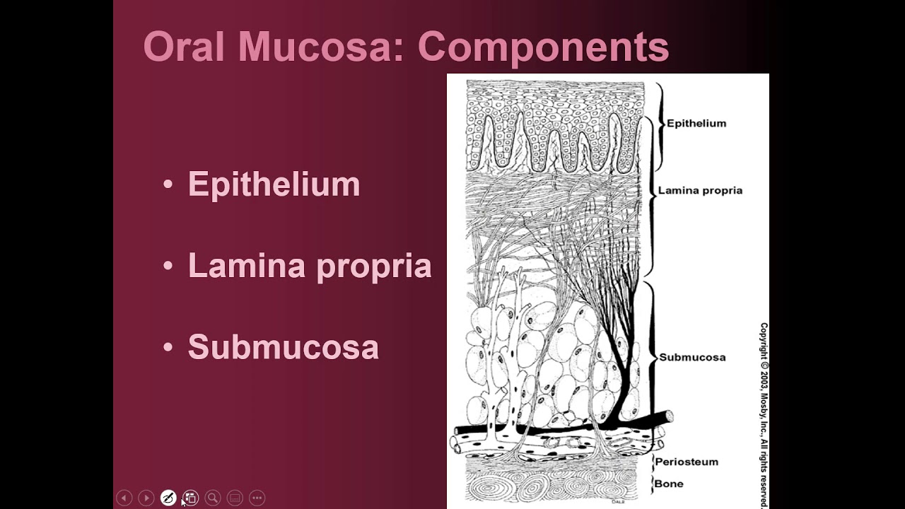 Oral mucosa part 1: layers of oral epithelium.
