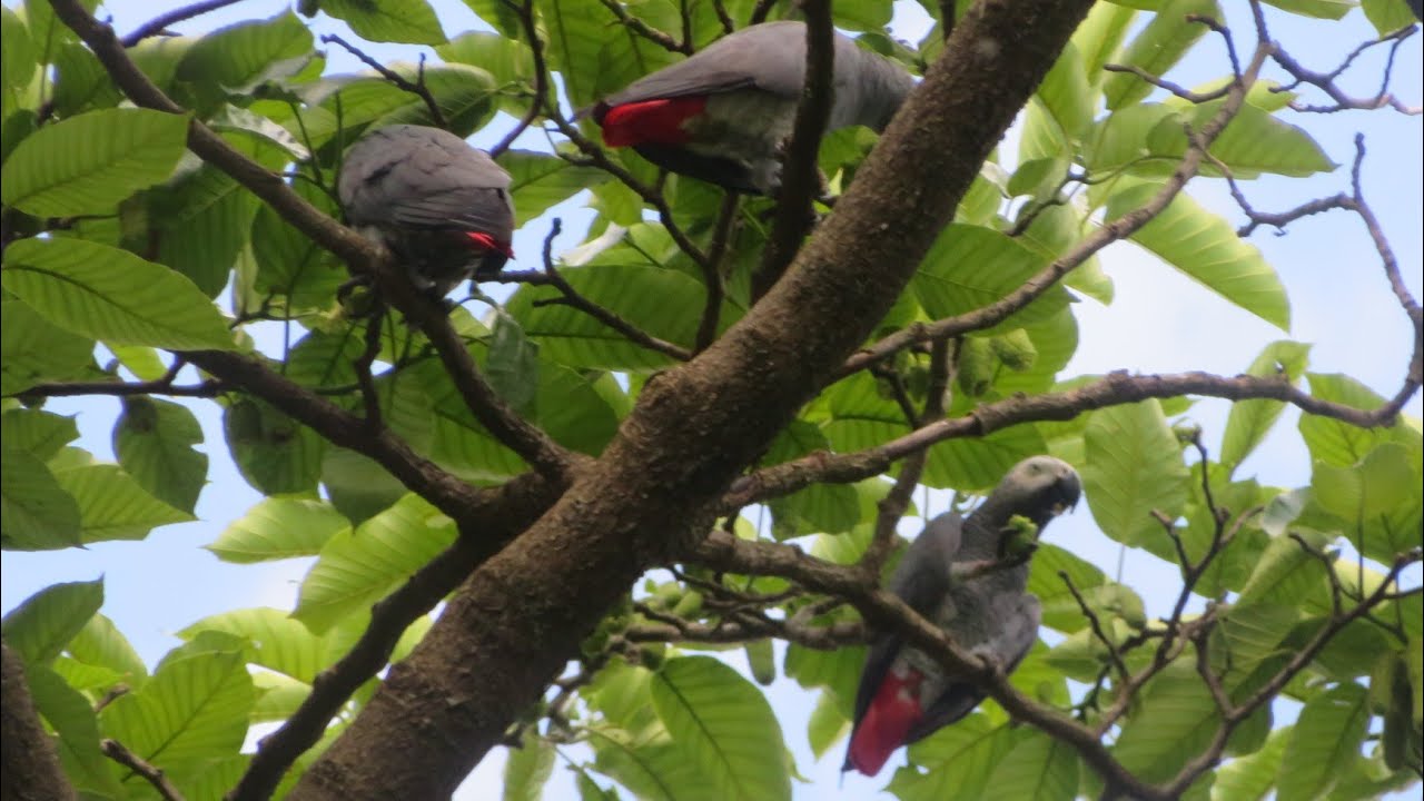 The African Grey Parrots Eating Fruits And Living Their Wild Life#birds#parrot#parrots