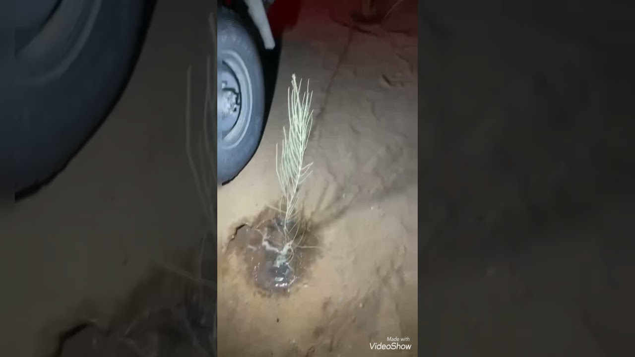 زراعت الاشجار البرية من المتطوعين