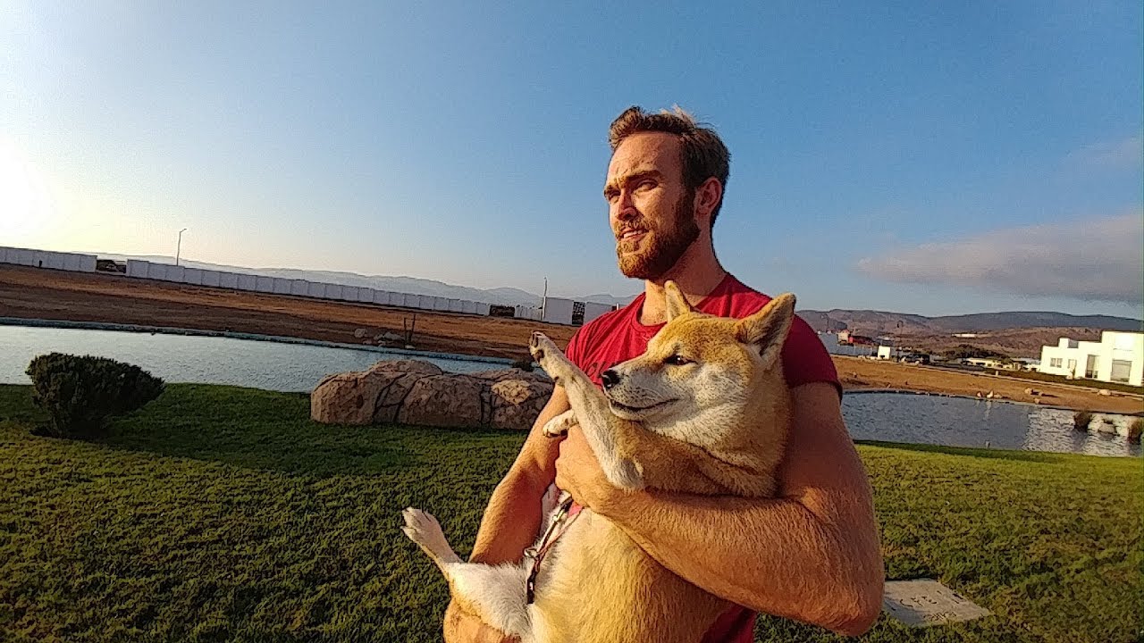 This is what happens when you let a Shiba off-leash.. 😬😬