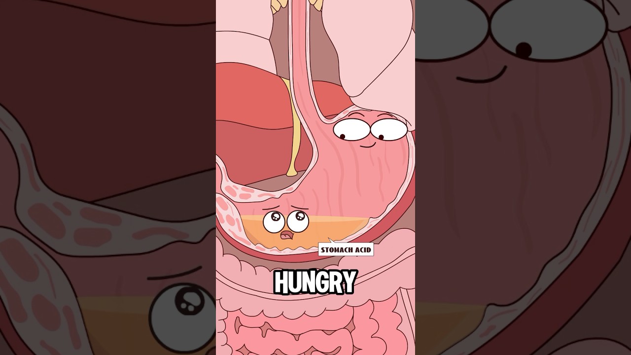 Why do you sometimes get stomachache after skipping breakfast?#animation #funny #shorts