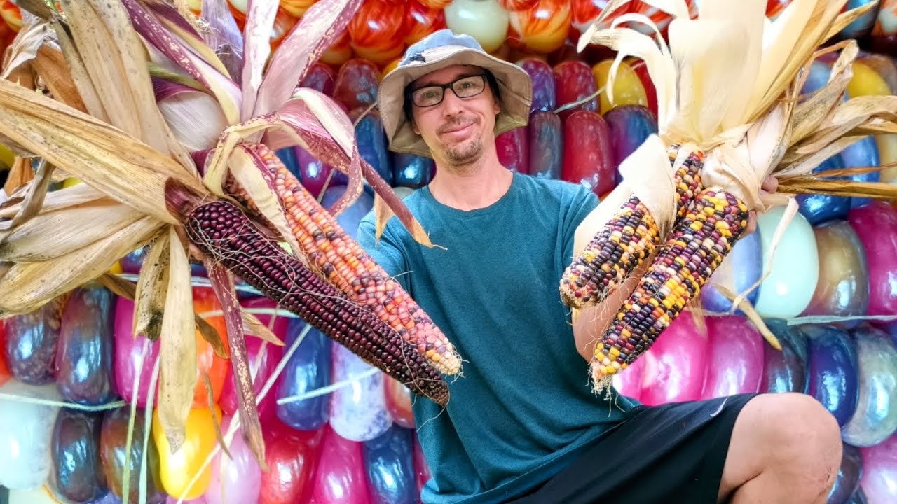Giant Indian Corn Harvest! What Amazing Colors Will We Get?