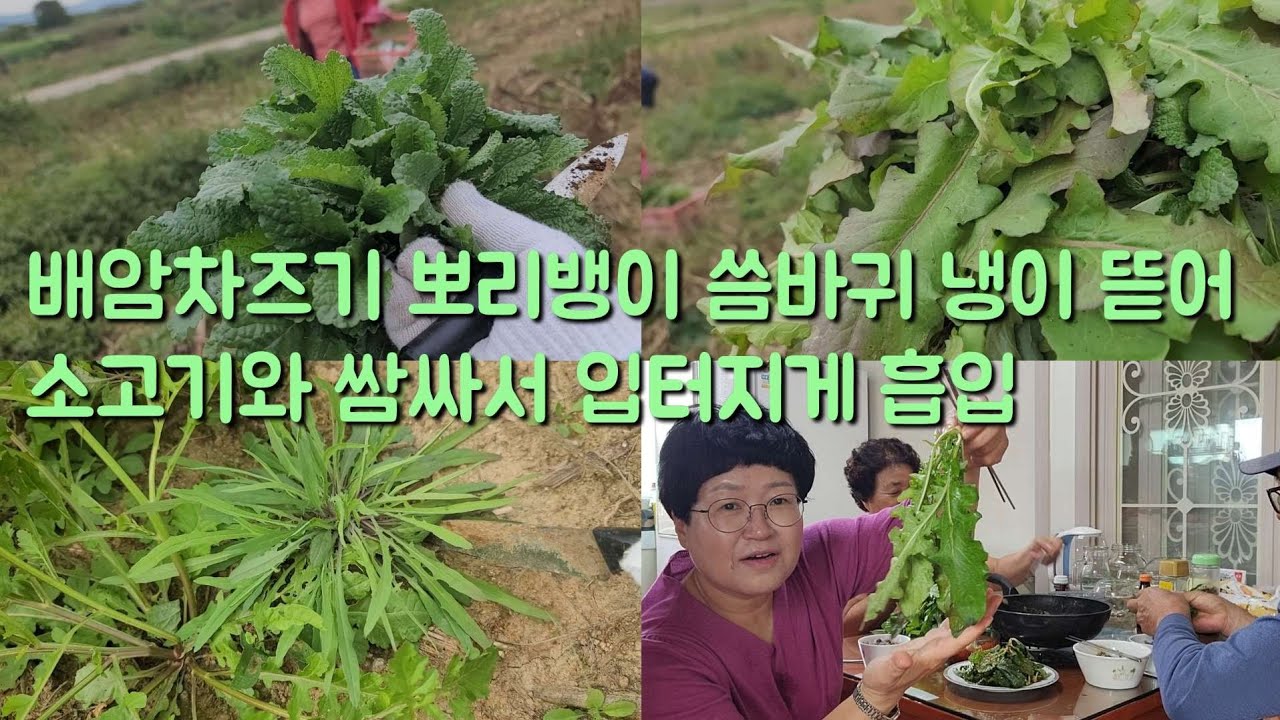 배암차즈기 뽀리뱅이 냉이 뜯어 소불고기에 쌈싸서 입터지게 흡입했어요(작은댁에서)