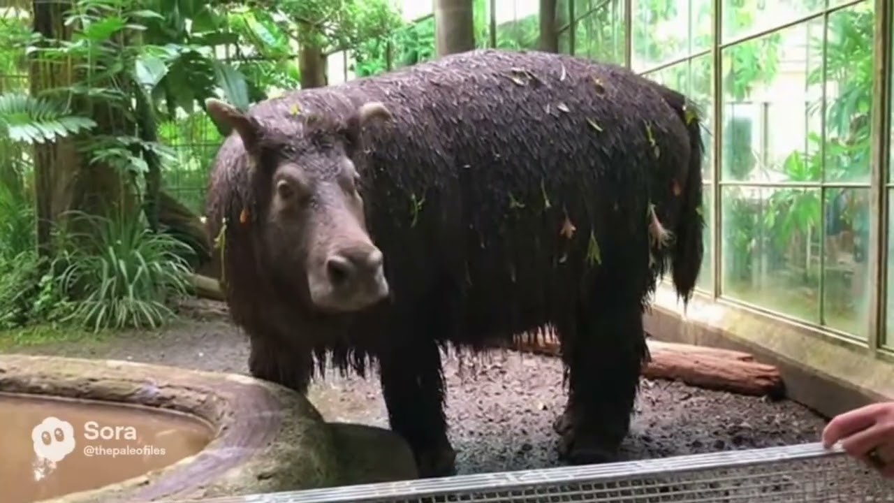 India Cryptozoology Park Ai 
