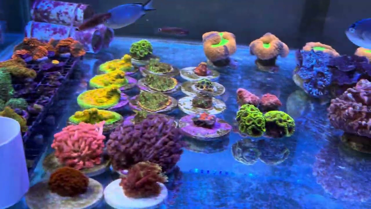 Новости ORPHEK от REEF EXCLUSIVE