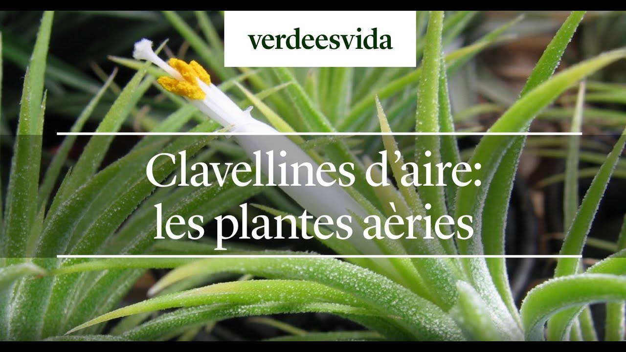 Clavellines d'aire: les plantes aèries