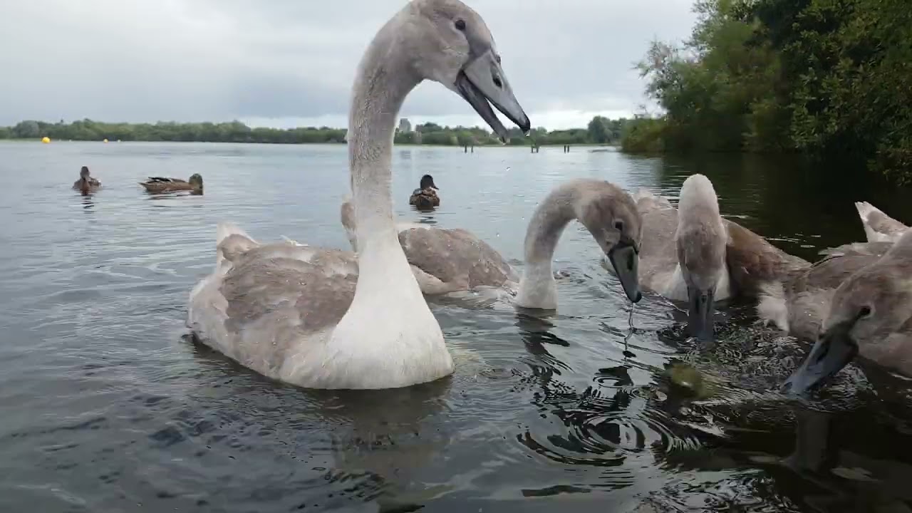 🇮🇪☘MUTE SWAN CYGNETS🦢MALLARD DUCKS🦆KINNEGO BAY🧞‍♂️OXFORD ISLAND NATURE RESERVE IRELAND🇮🇪Subscribe🙏🏻😇