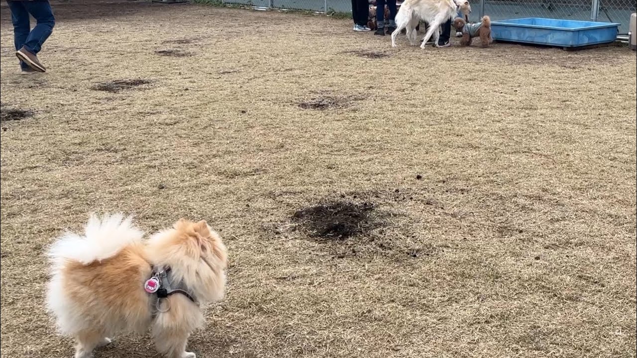 【一人暮らし｜犬｜フェレット】ドッグランに連れて行ったら…悪夢にうなされる愛犬｜よろにく｜コストコ｜OLのお弁当記録