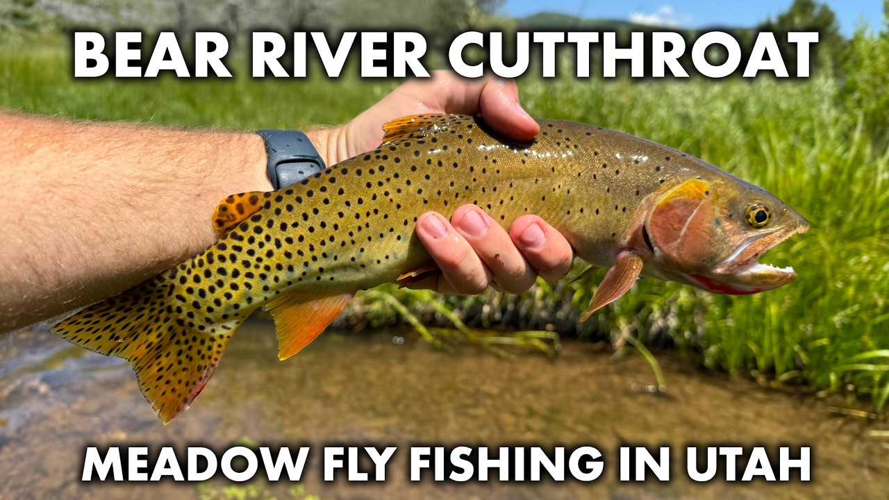Fly Fishing for Bear River Cutthroat in Northern Utah - Meadow Trout Fishing