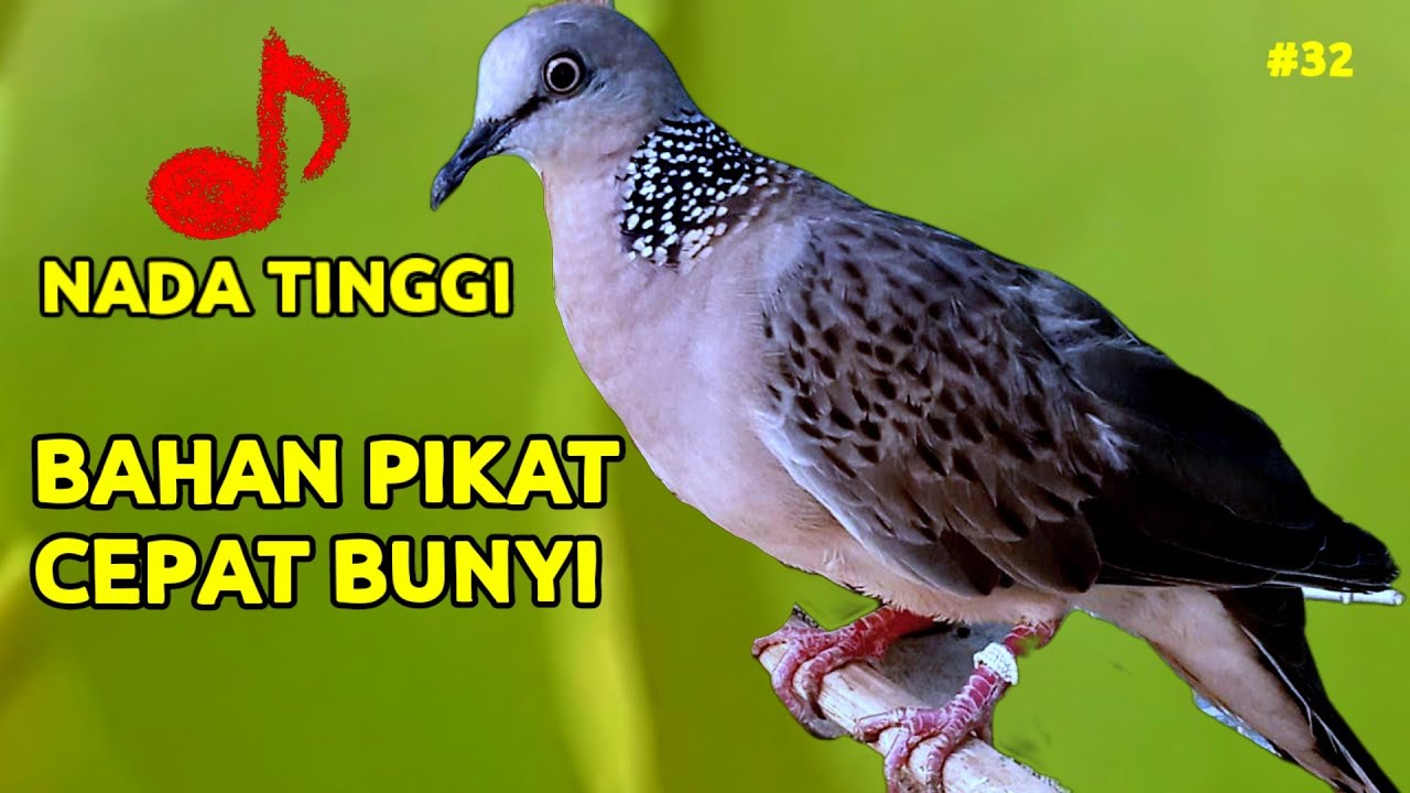 Bahan Pikat Cepat Bunyi Suara Tekukur Kuk Kuk 2x Dengan Nada Tinggi