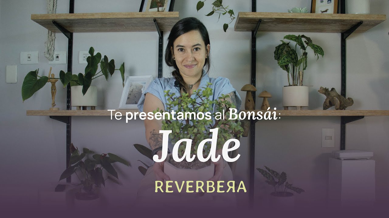 Bonsái Jade