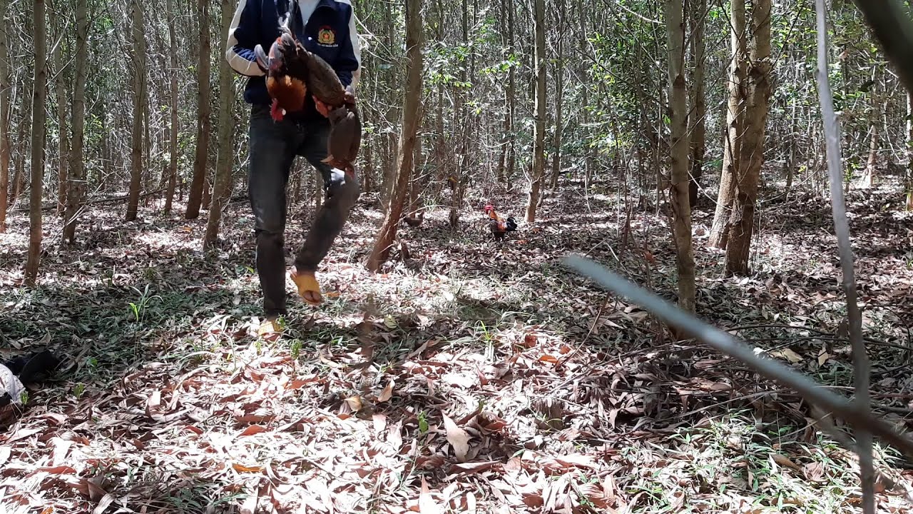 Bẫy gà rừng kèo xiên 3 đẳng cấp nhất 2020