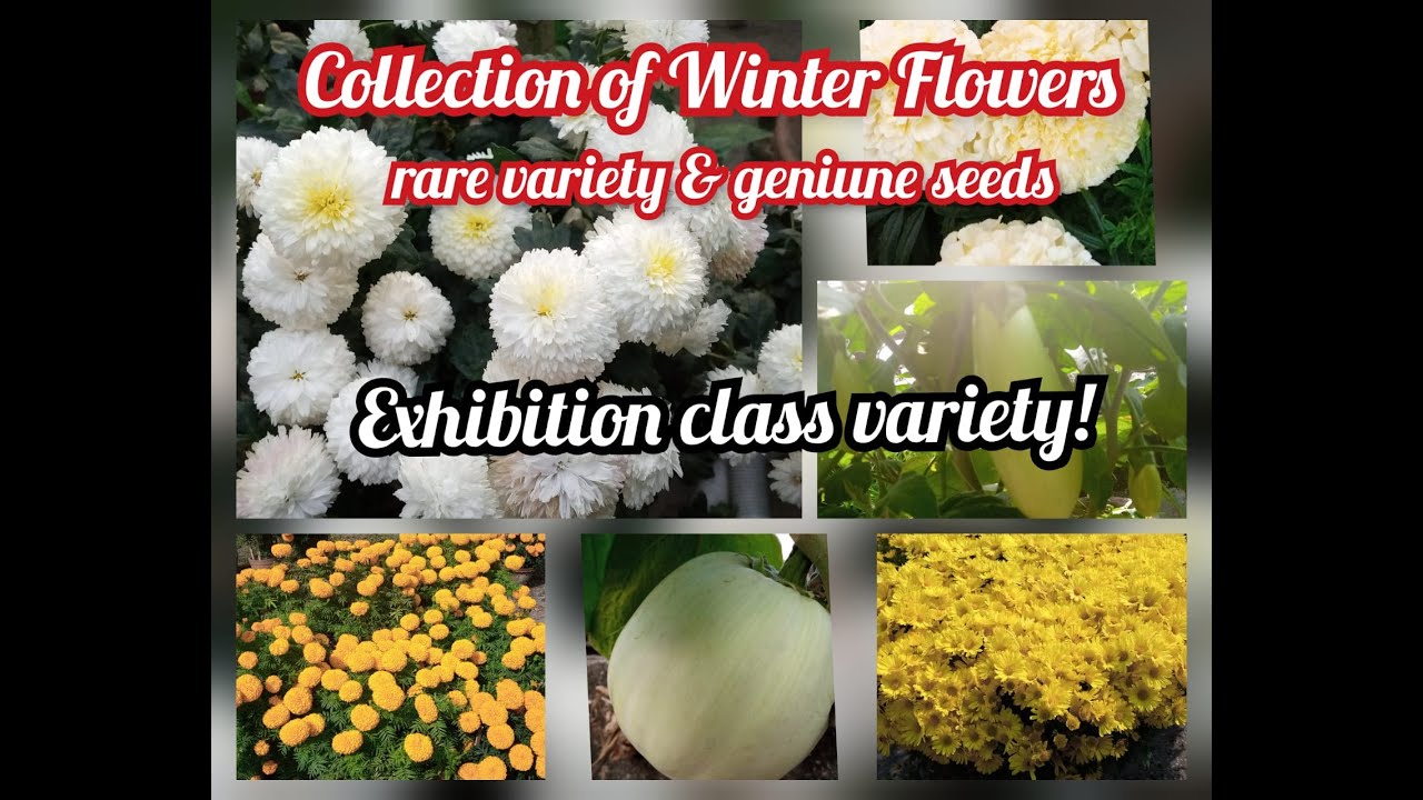 Winter flower & season flower||rare variety flowers & vegetables||Biswas Nursery|| Subho's Garden ||