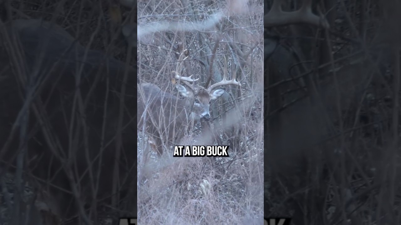 Story of a West Virginia GIANT mountain buck! The Untamed