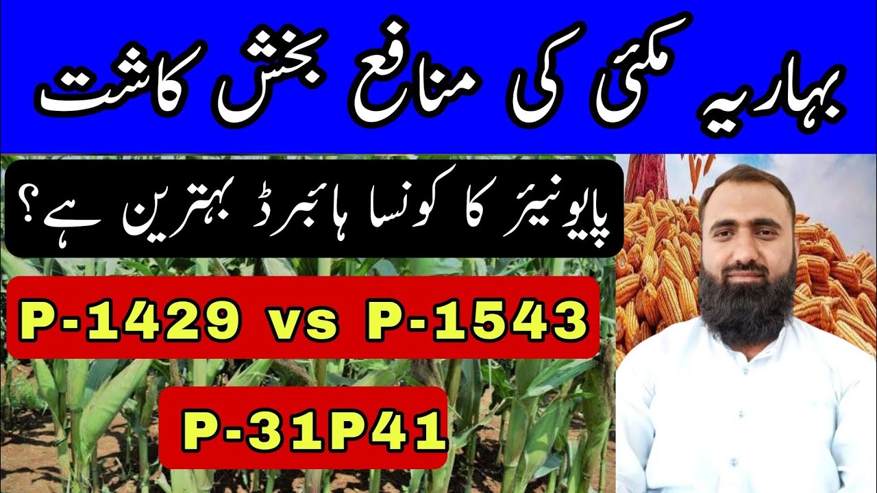 Pioneer maize seed varieties for spring season || P1429 vs P1543 || Bilal Kanju Official