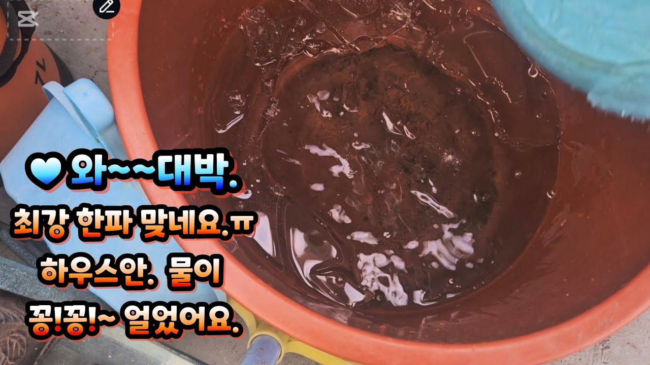 그럼? 하우스안 다육이들의 상태는?~♥️ 추운하우스안 육이들 둘러보며  + 예쁜화분들 함께 봐요.#succulent #다육 #옥상다육키우기 #옥상하우스 #plants 