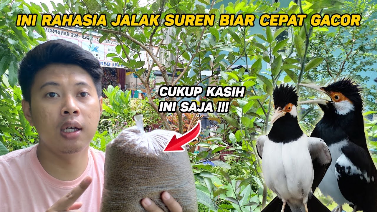 Pakan yang BAGUS untuk Burung Jalak Suren Biar Cepat GACOR - Kasih Saja PELET LELE