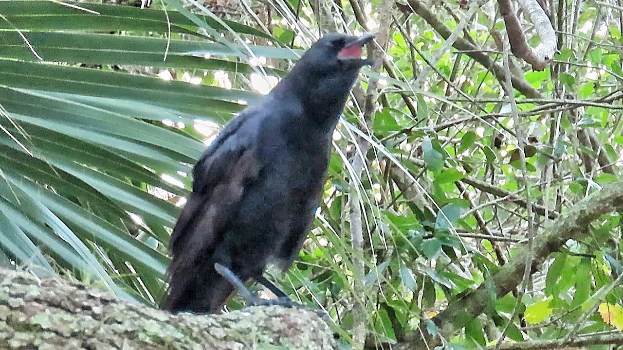 American Crows Calling