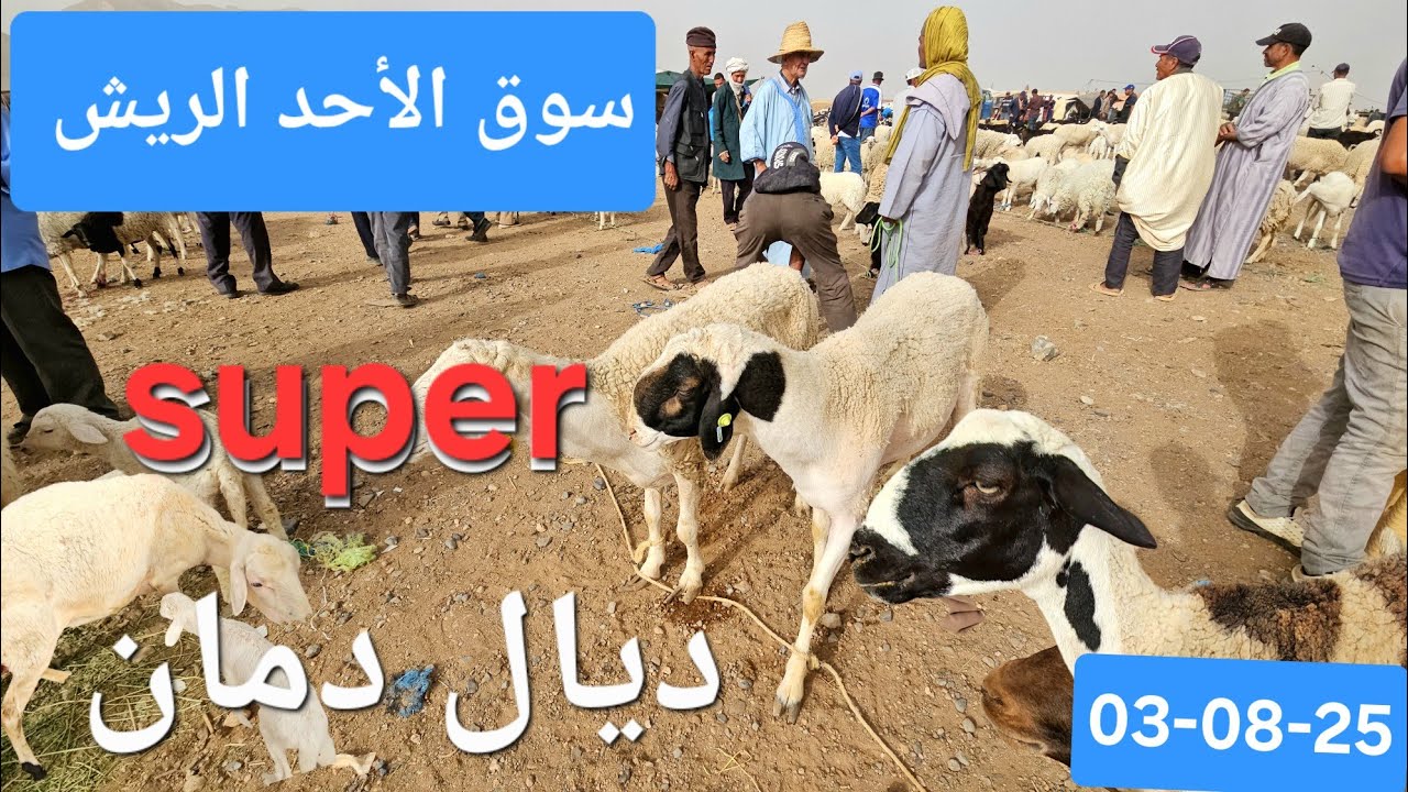 مباشرة،سوق الماشية🐏🐑🐐لمدينة الريش جهة درعة تافيلالت،الأحد03-08-25،ثمن الخرفان ألخروفات ألمعيز أنعجات