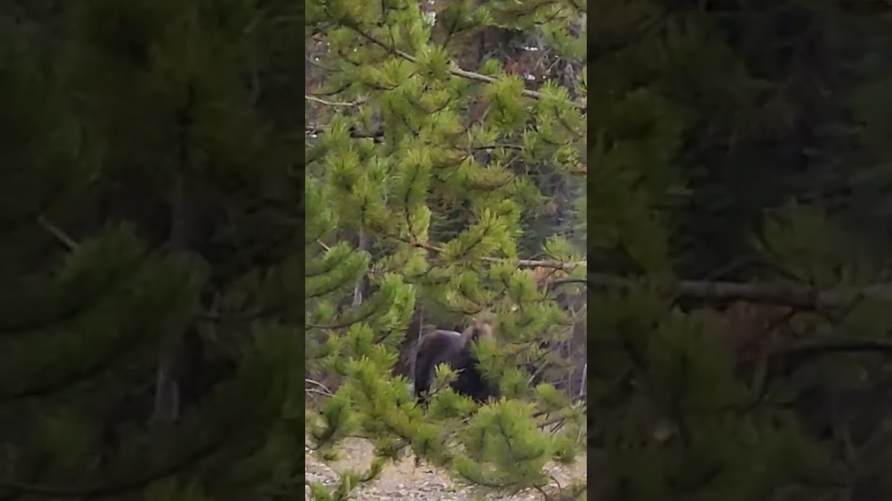Moose Hunting, Drops Hard #hunting #deerhunting #moosehunting #backcountryhunting